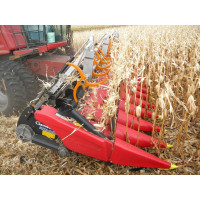 Corn