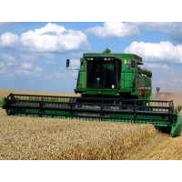 Grain 